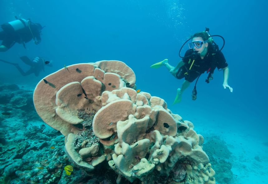 Divers around swimming corals near Heron Island Resort