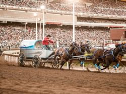 Horse racing in Calgary Stampede near Carriage House Hotel