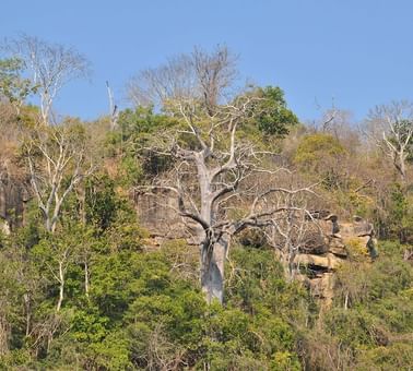A Landscape view of trees near Serena Mivumo River Lodge