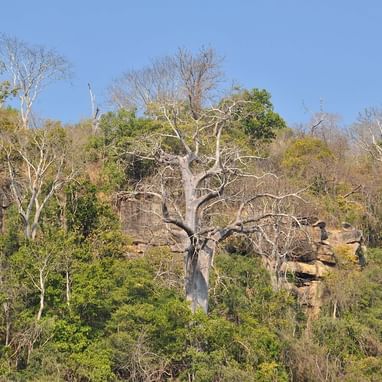 A Landscape view of trees near Serena Mivumo River Lodge