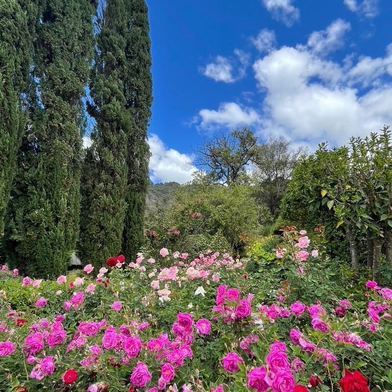Landscape view of Roses in the Garden at Hotel Atitlan