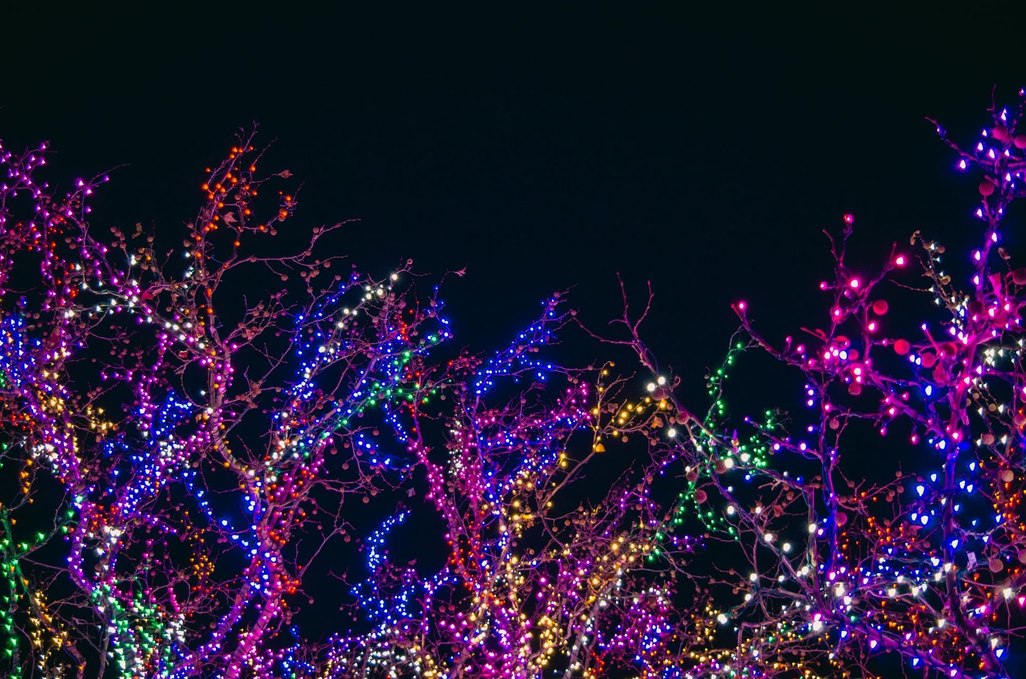 Tree branches lit with multicolor Christmas lights. 