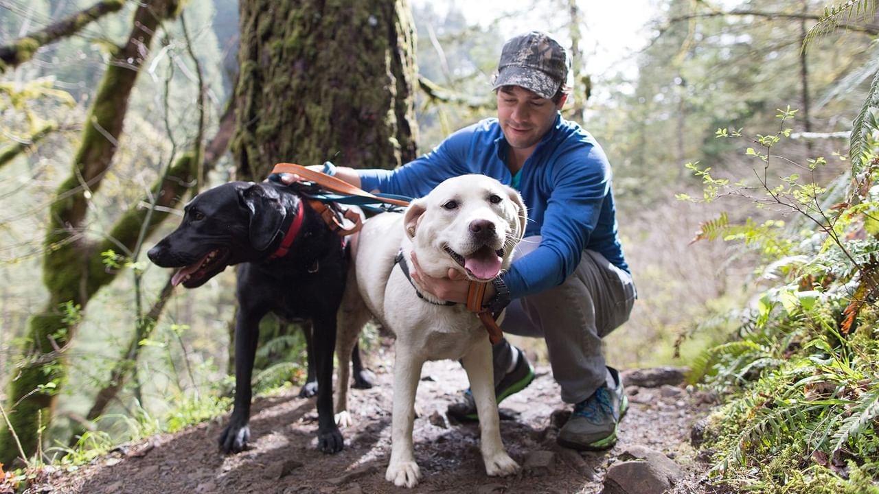 man in forest with two dogs