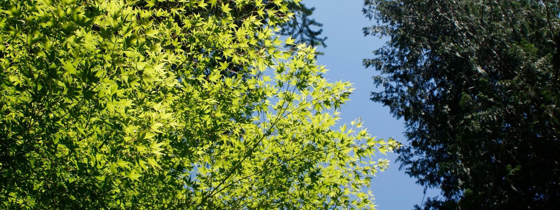 temperate broadleaf and mixed forest at Bear Lodge