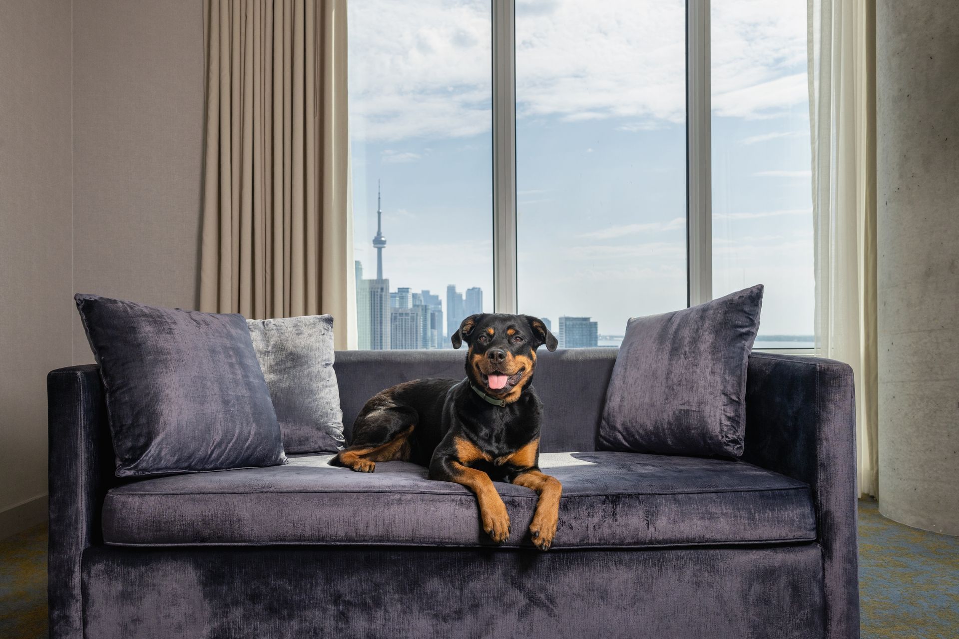 Black and brown dog laying on a sofa with a city view outside the window.