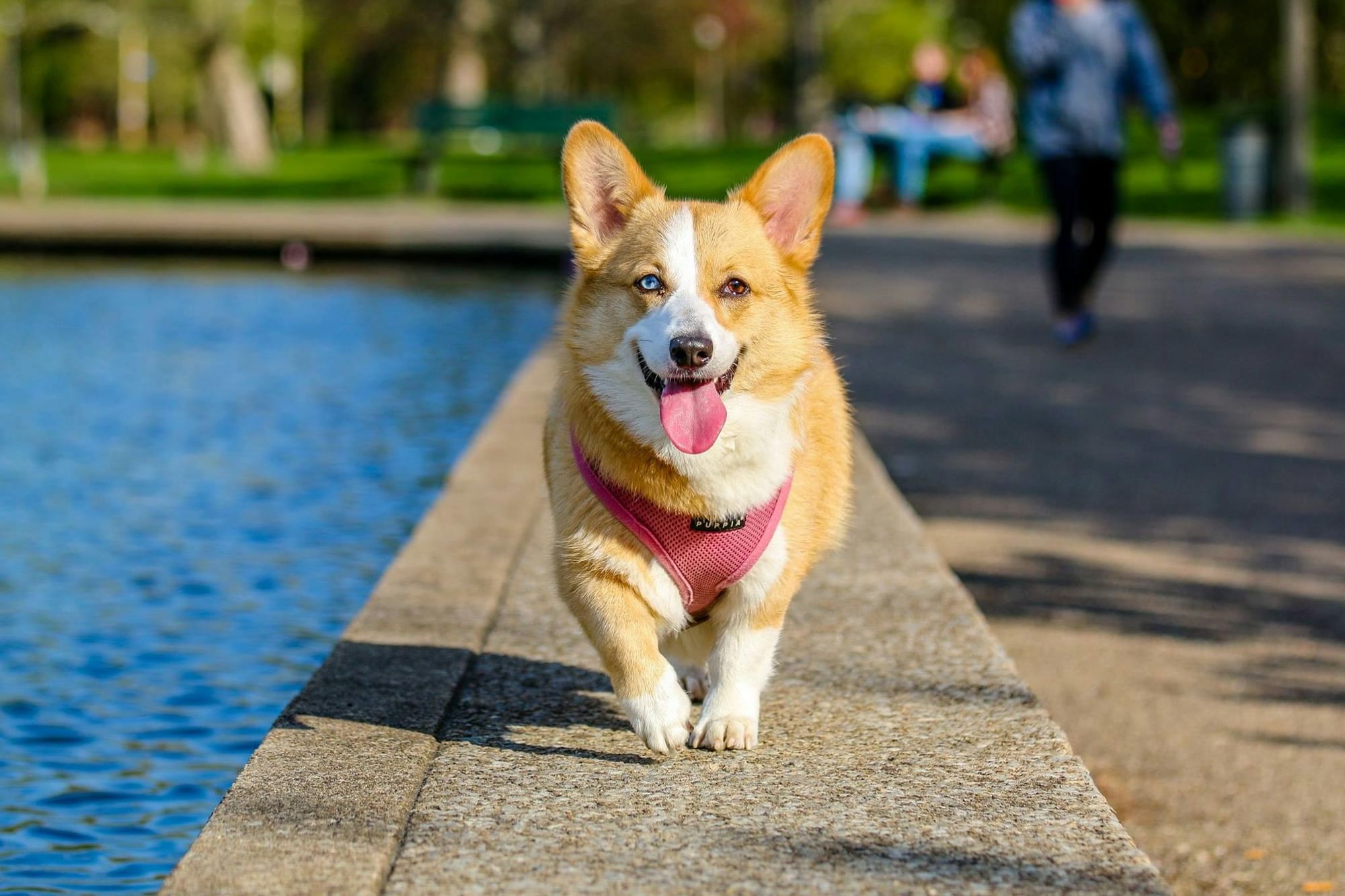 The Lake Eola Farmer's Market is a great thing to do with your dog in Orlando.