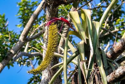 Planta exótica