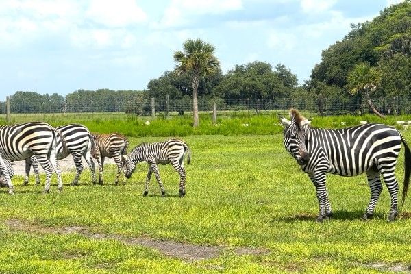Several zebras standing in a green field at Wild Florida's drive-thru safari.
