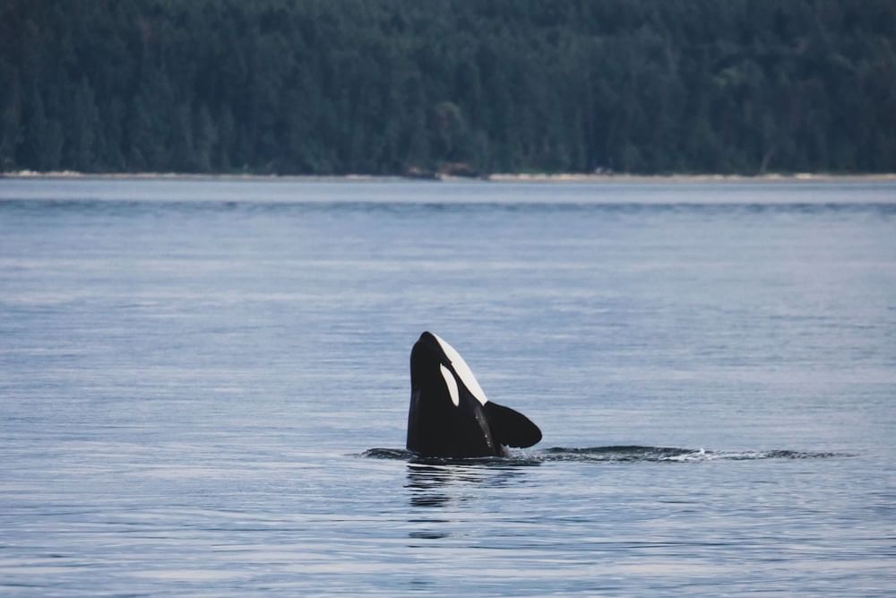 Orca whale jumping out of ocean