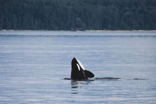 Orca whale jumping out of ocean