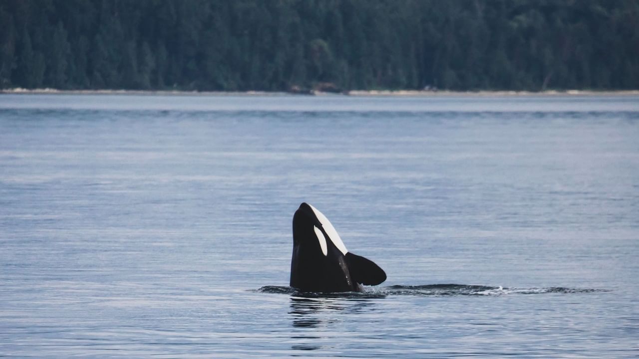Orca whale jumping out of ocean