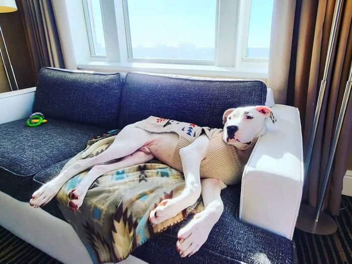 asbury park dog-friendly hotels