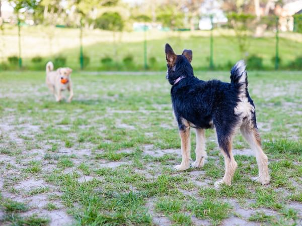 Dog parks in Weyburn, SK