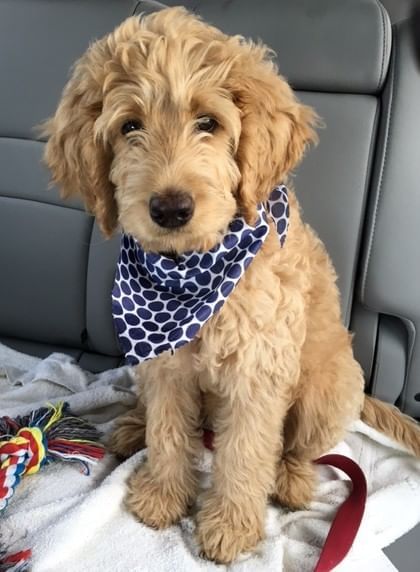 Goldendoodle posing an image near The Somerset On Grace Bay