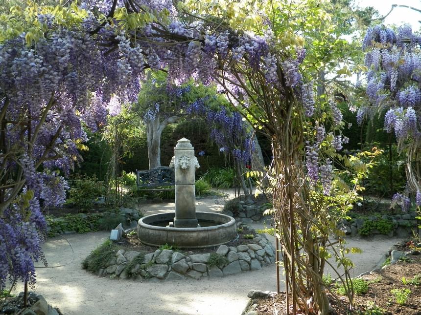 Garden with purple flower overhang and fountain 