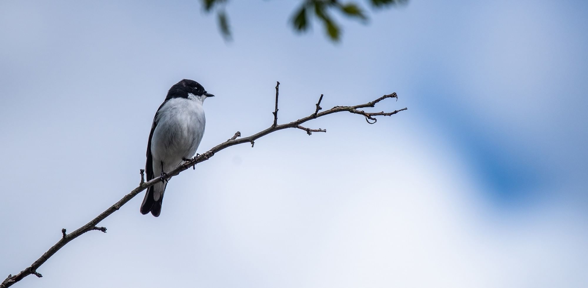 Kingbird perched on a tree branch near Coast Edson Hotel