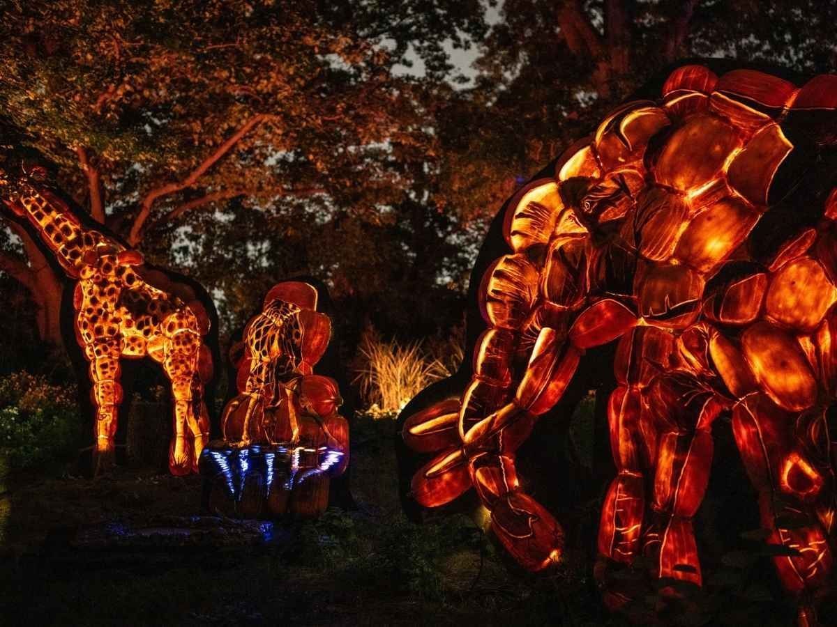 Bronx Zoo Harvest Glow