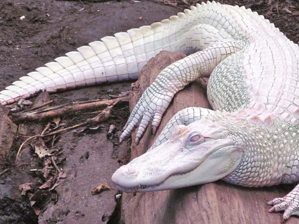 Gatorland Shows Off Three Baby Albino Alligators