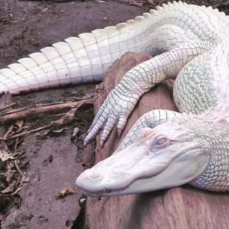 an albino alligator
