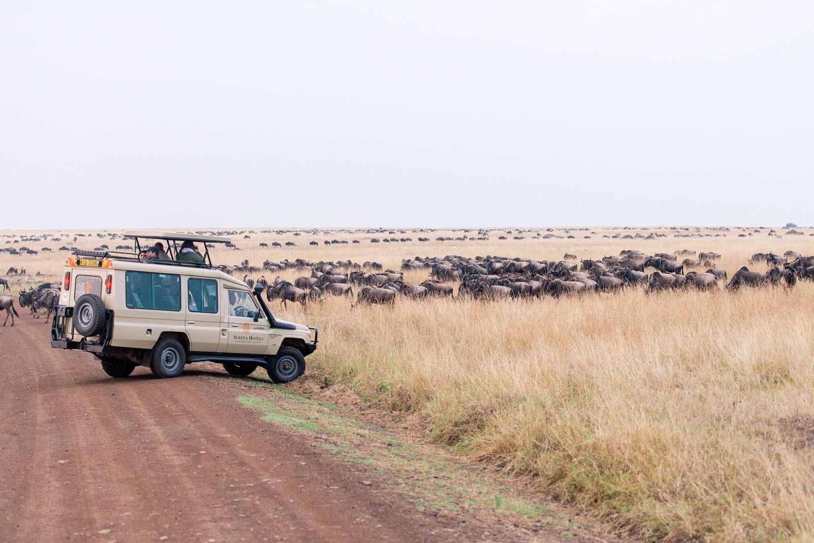 Jeep along a steppe nearby bulls at Mara Serena Safari Lodge