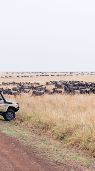 Jeep Along a Steppe Nearby Bulls at Mara Serena Safari Lodge