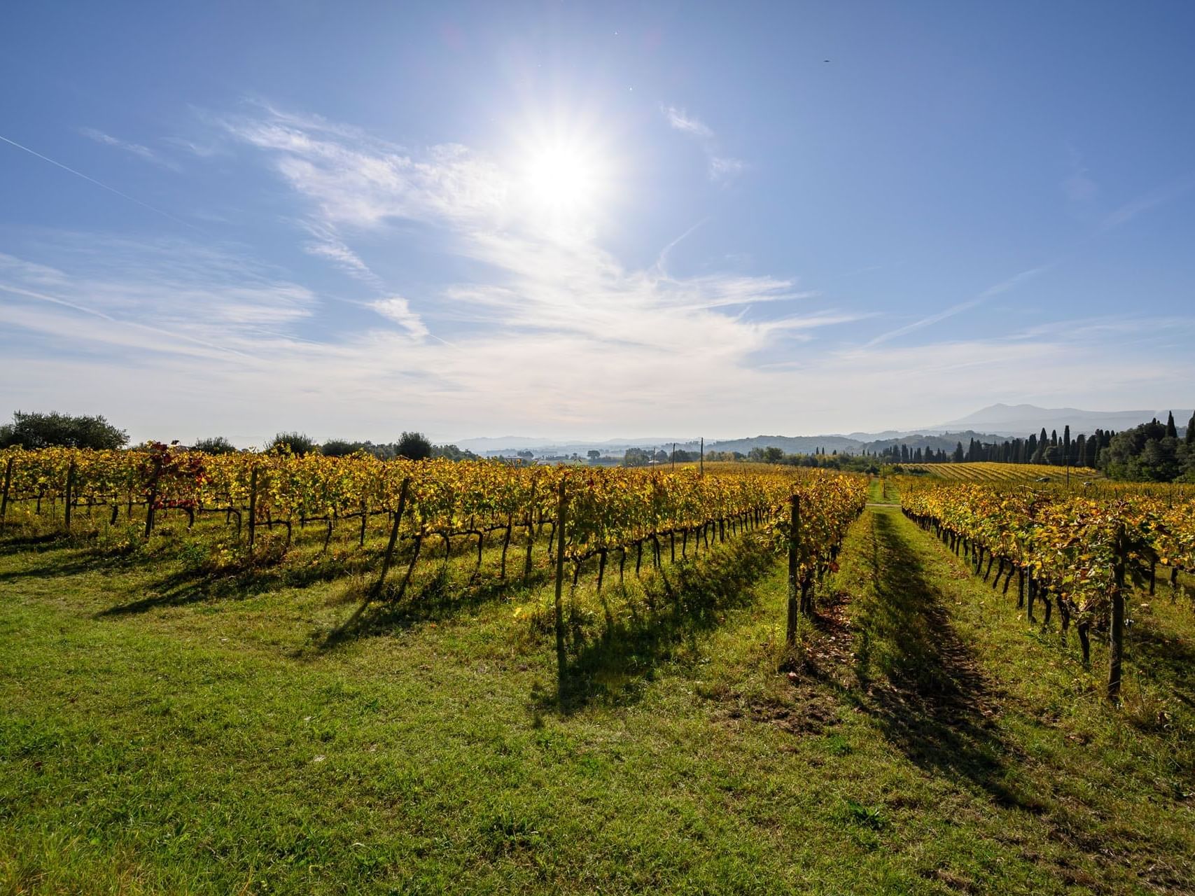 Wineries & vineyards near Precise Tale Poggio Alla Sala