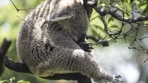 Koala bear at Taronga Zoo near Sebel Quay West Suites Sydney