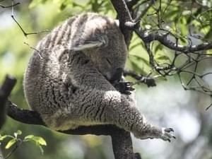 Koala bear at Taronga Zoo near Sebel Quay West Suites Sydney
