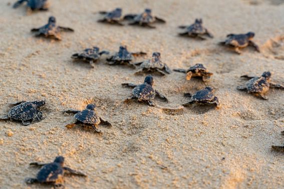 Close-up of a group of baby sea turtles near Buenaventura Grand Hotel and Spa