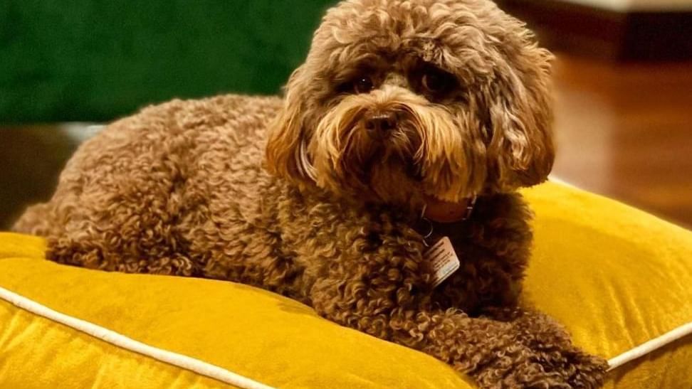 Closeup of a Poodle lying on a dog bed at Brazilian Court