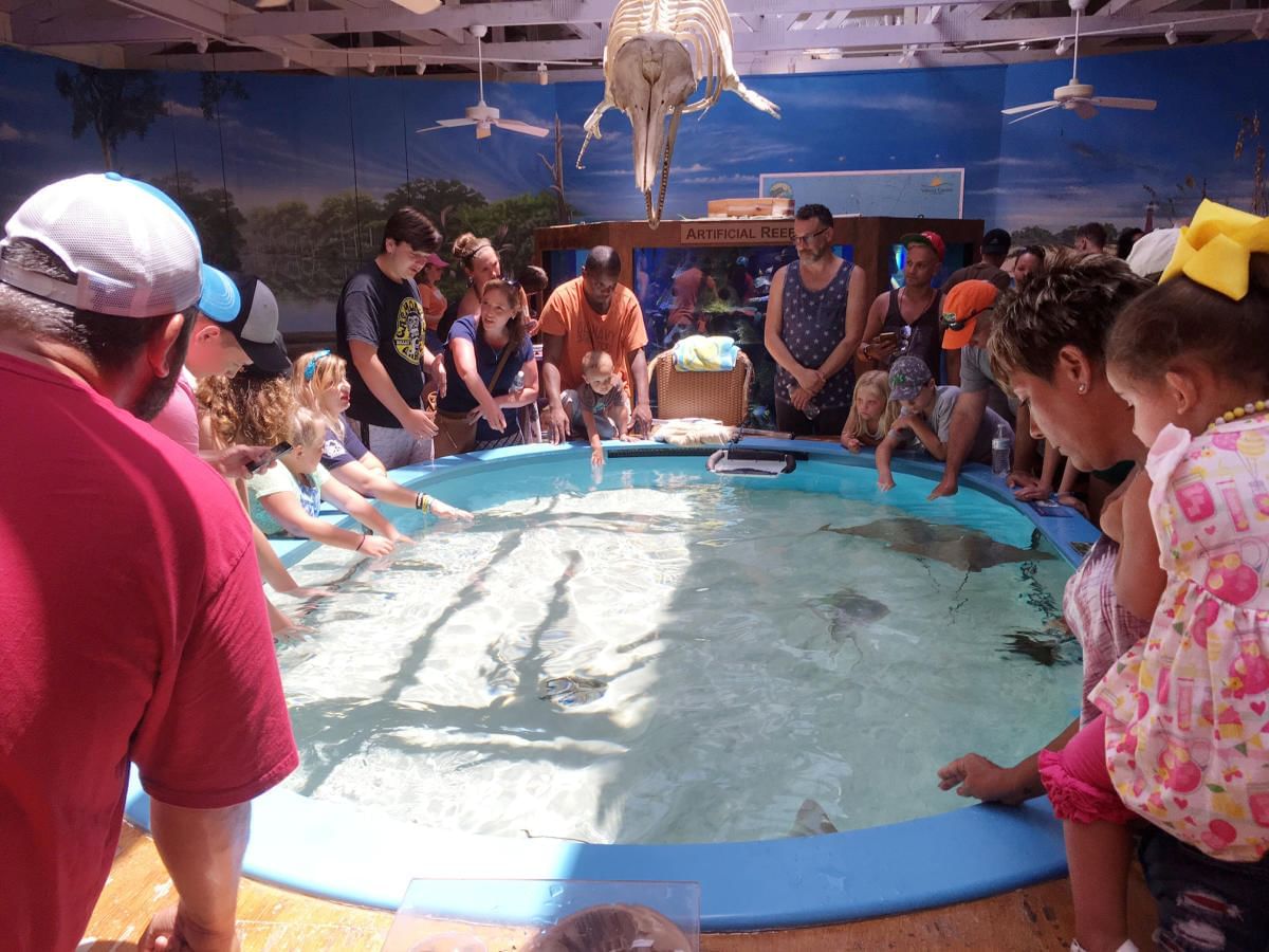 Crowd looking at stingrays.