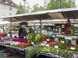 Close-up of a plant shop at Oerlikon market near Hotel Sternen