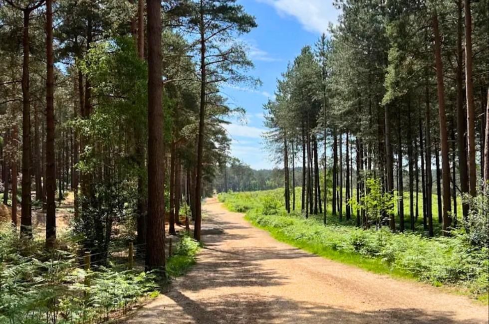 Facts About Bracknell featuring Swinley Forest