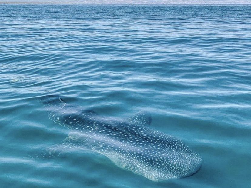 Whale