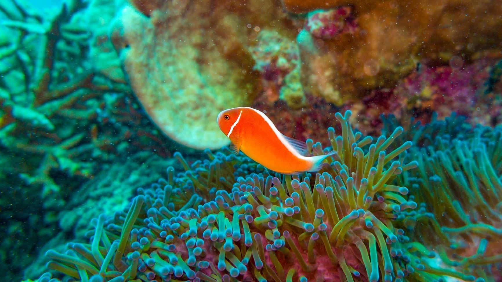 Closeup of a fish at seabed near Heron Island Resort