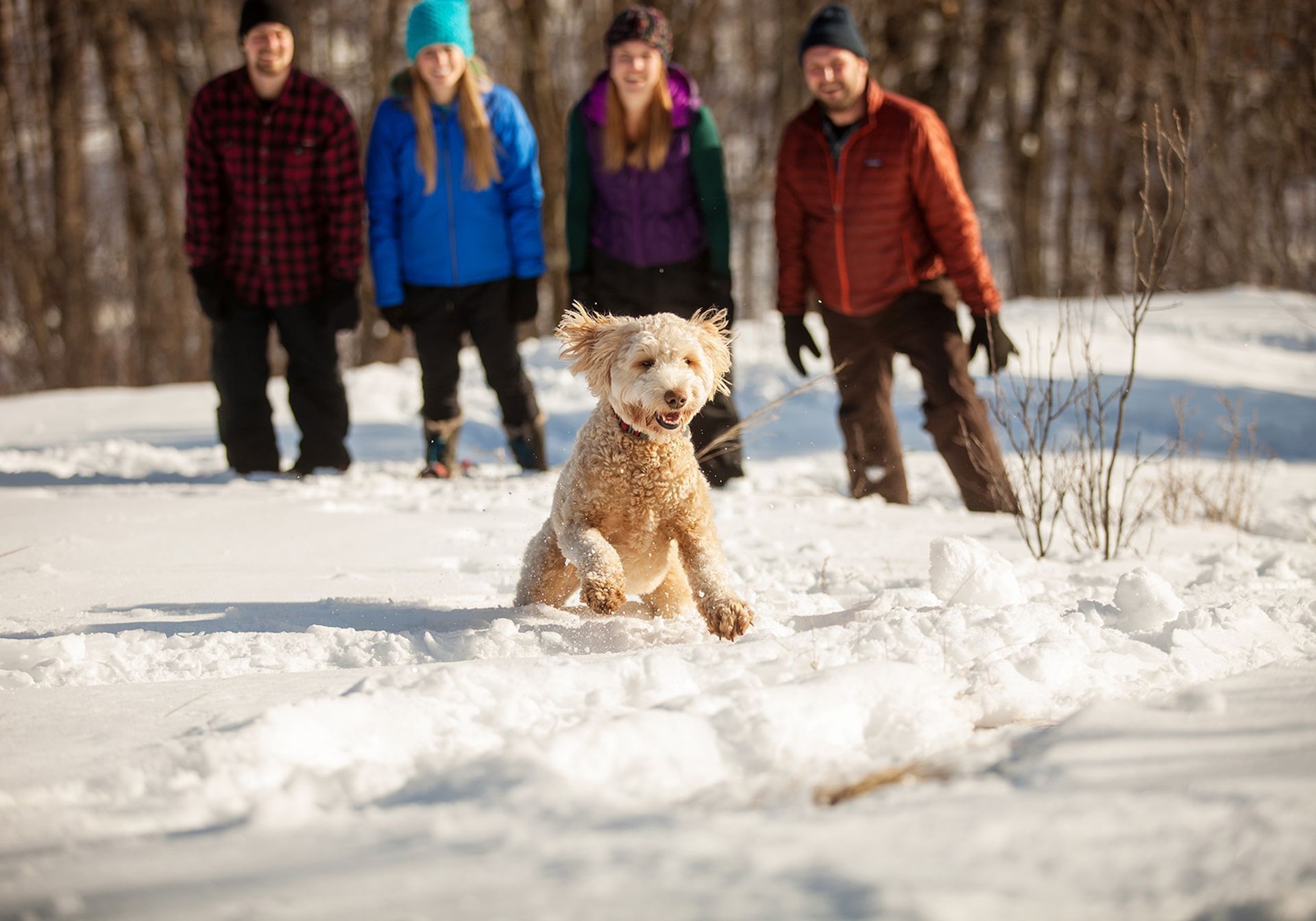Family with dog enjoying near Bluefin Bay Family of Resorts