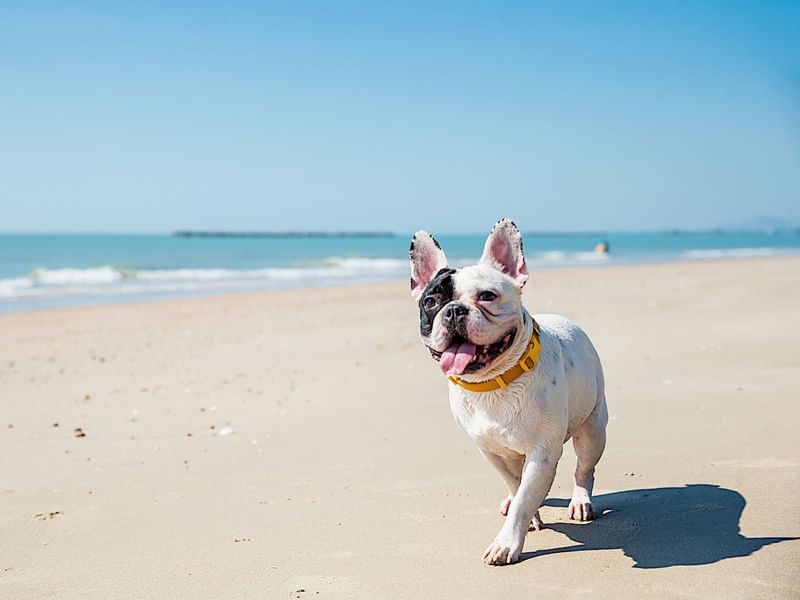 A dog at the beach by Pierre Mundo Imperial