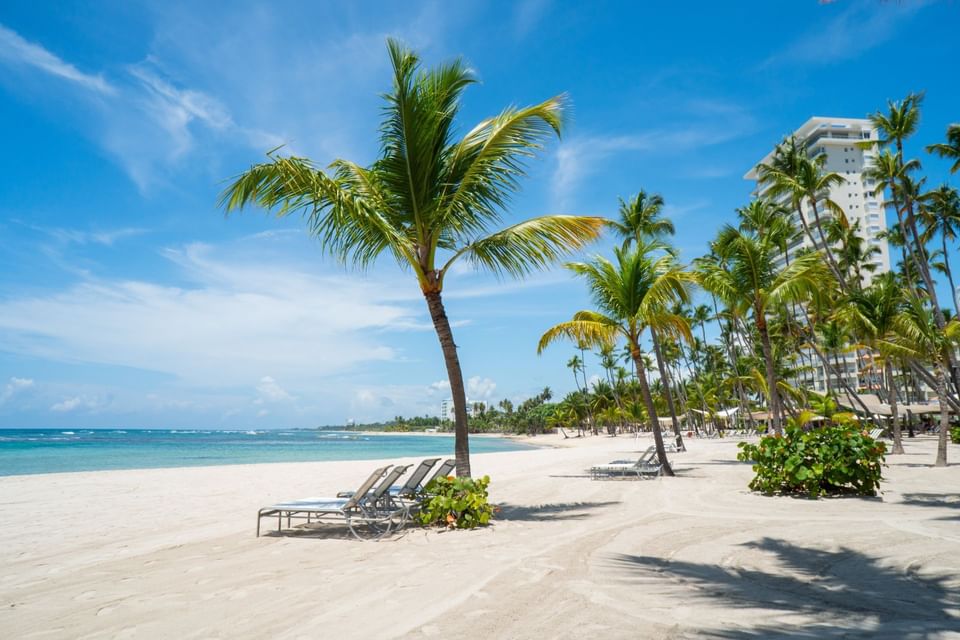 Sun beds under a coconut tree at the beach near Club Hemingway