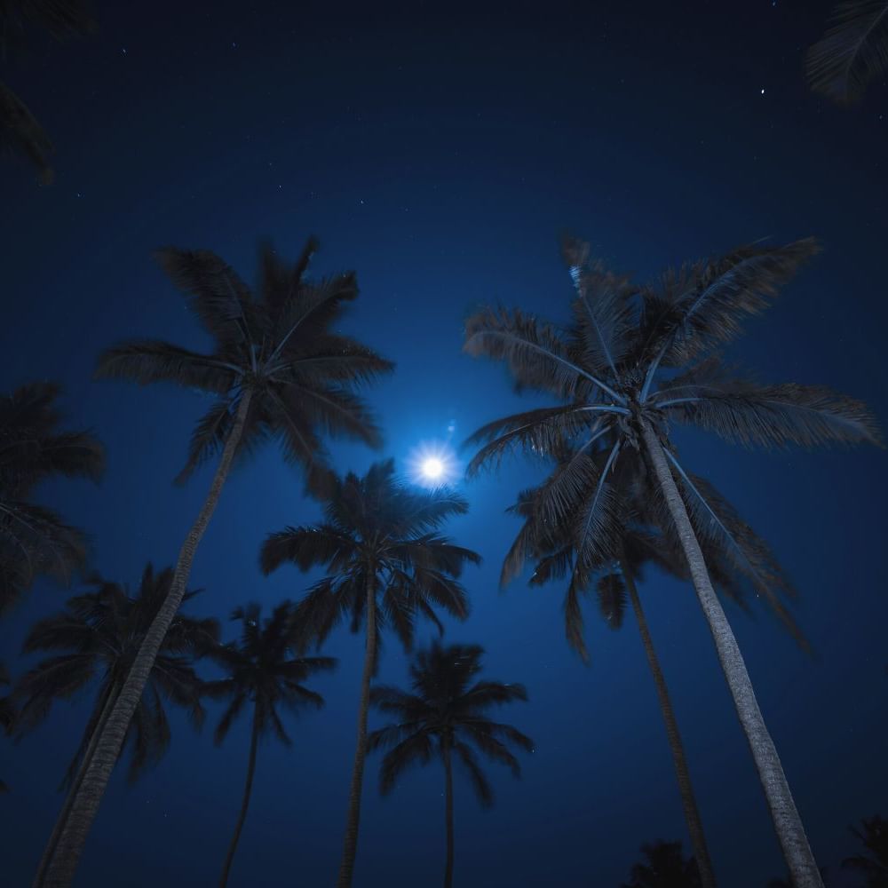 Low angle view of coconut trees at night near Waikiki Resort Hotel by Sono
