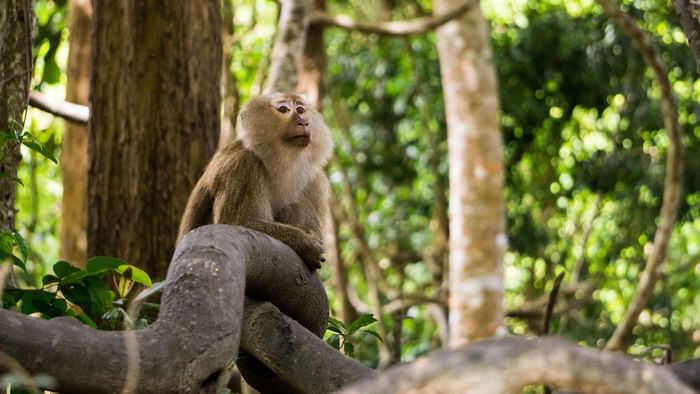 Closeup on a monkey in Sauvage Park near Originals Hotels