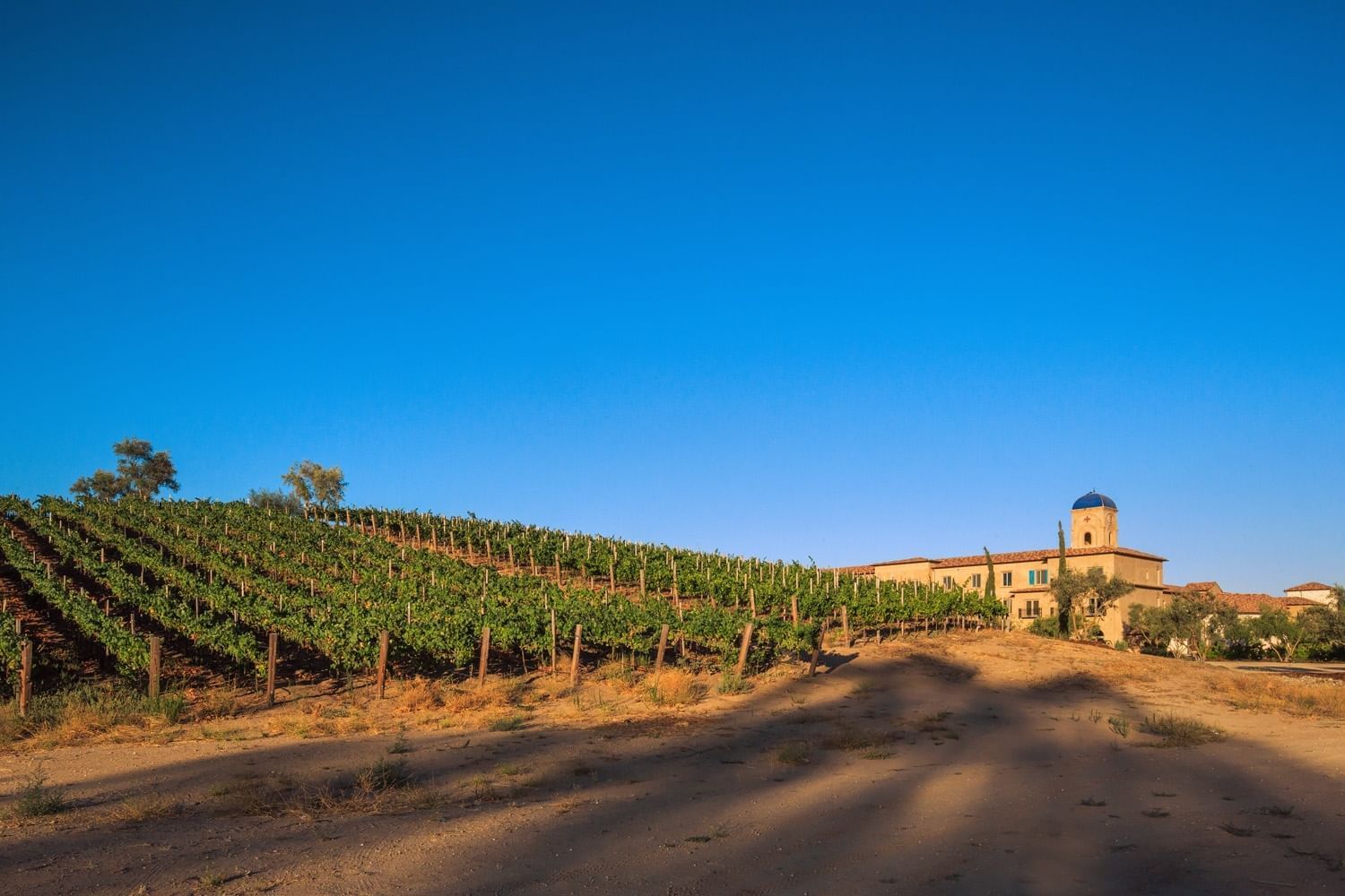 Lorem ipsum Vineyard at Allegretto Vineyard Resort in Paso Robles