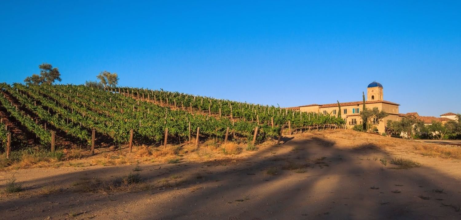 Vineyard at Allegretto Vineyard Resort in Paso Robles