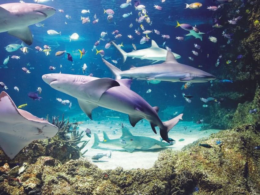 Sharks & fish in SEA LIFE Sydney Aquarium near Nesuto Hotels