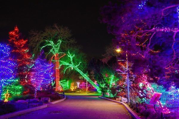 Lights at Calgary Zoo
