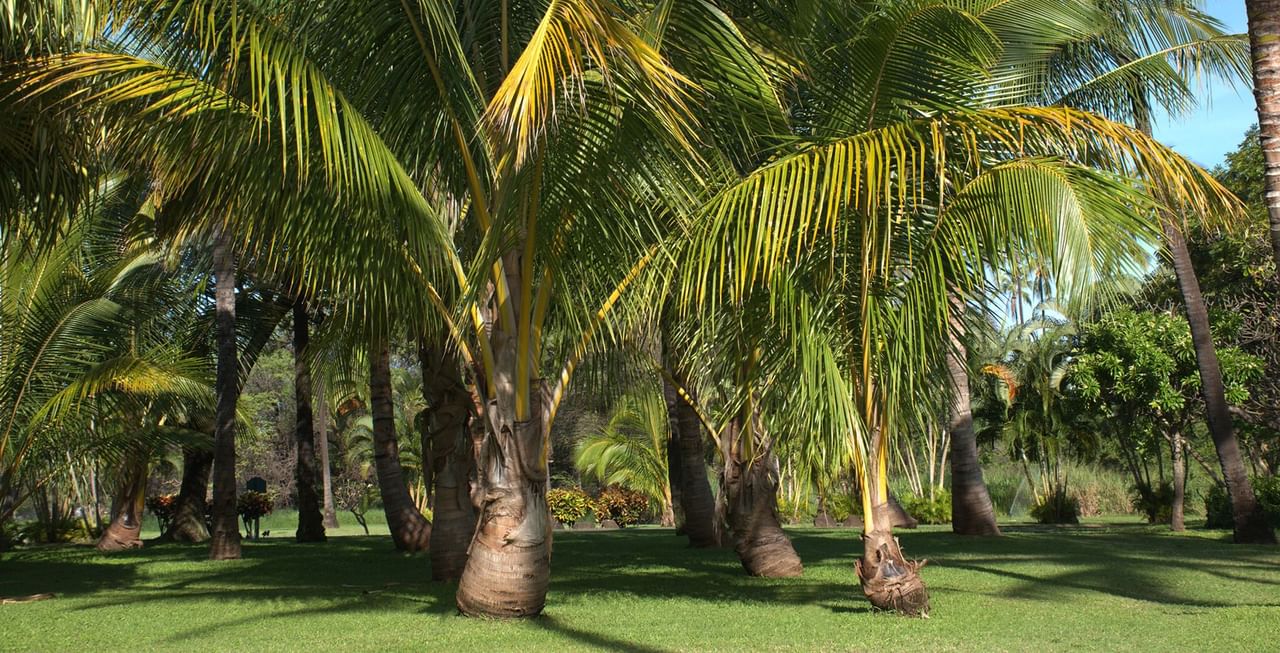 Palms