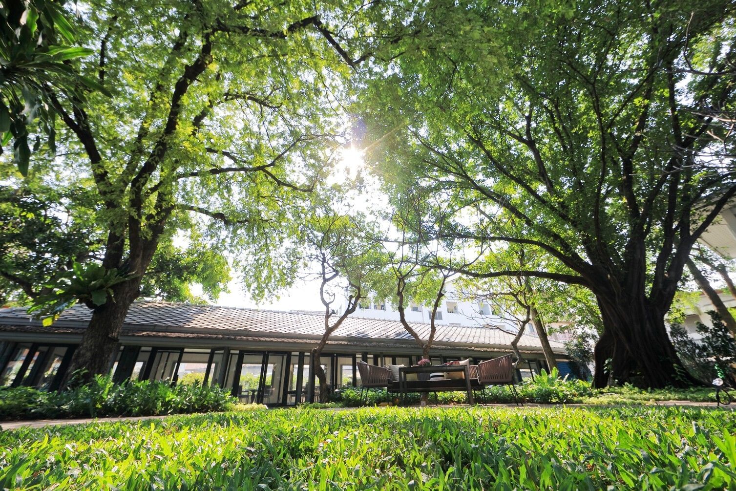 Green trees and sun shining through leaves over a hotel at Imperial hotels and resorts