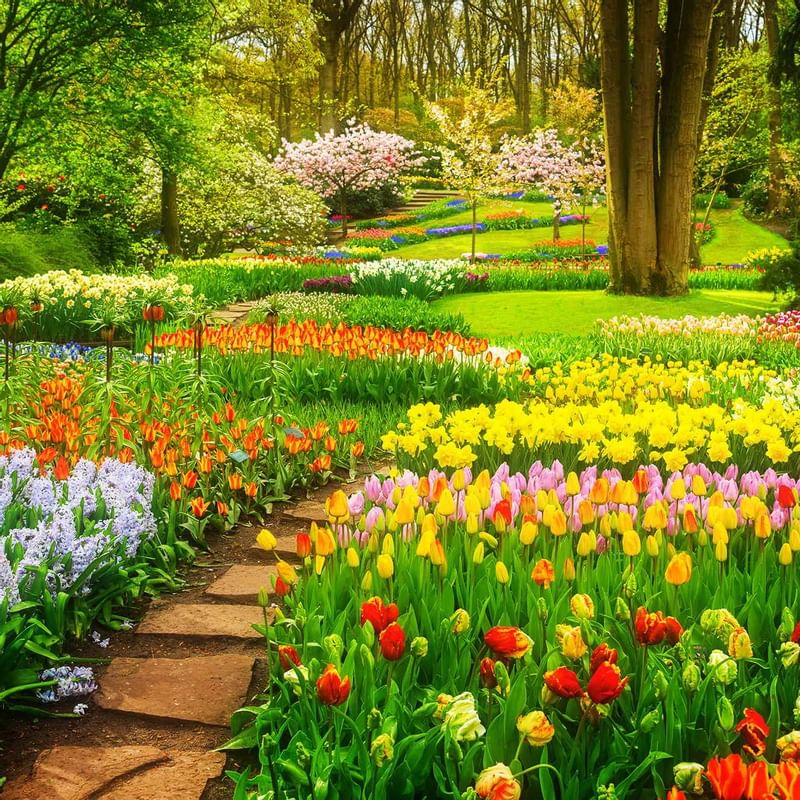 Garden with spring flowers backdrop pathway through Tulip flowers near Luxury Suites Amsterdam