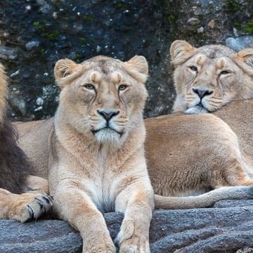Close-up of a Lion pride at Zürich Zoo near Sternen Oerlikon