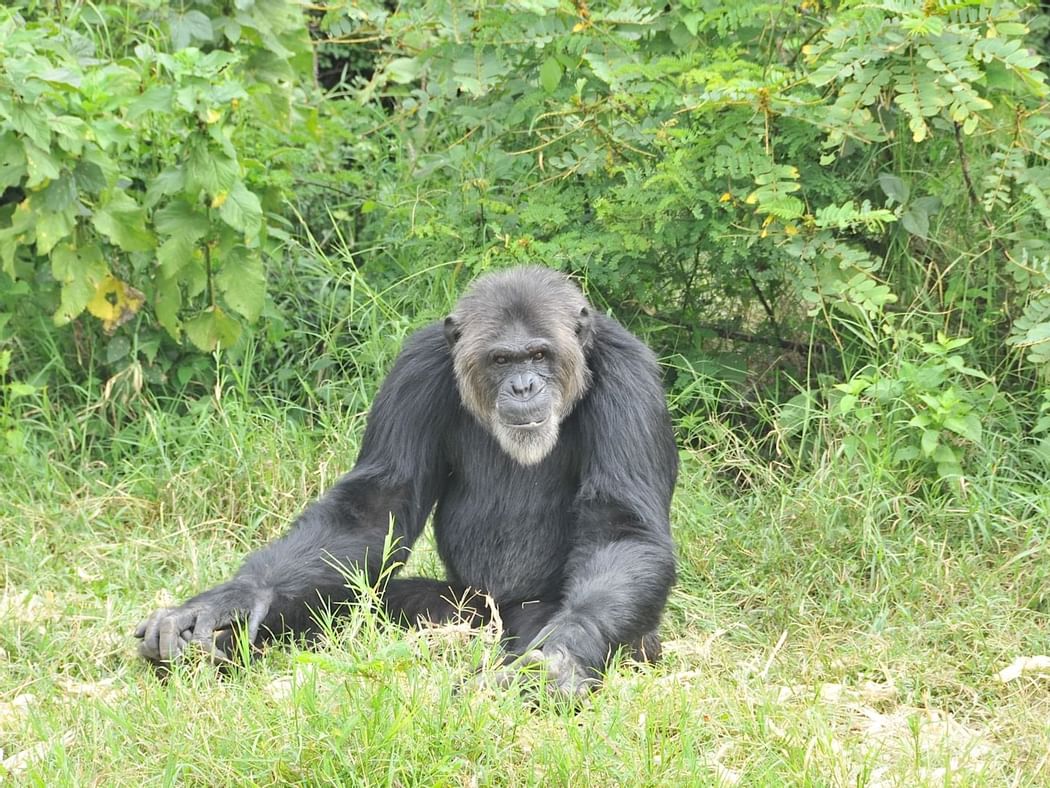 A Chimpanzee captured near Sweetwaters Serena Camp
