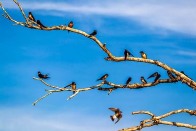 Un montón de pájaros en las ramas